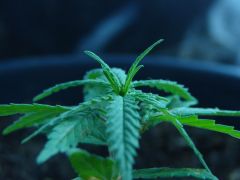 Time-lapse 141