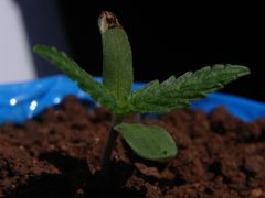 Time-lapse 8