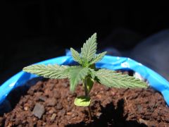 Time-lapse 43