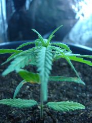 Time-lapse 136