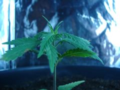 Time-lapse 123