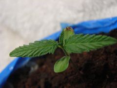 Time-lapse 35
