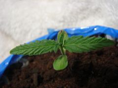 Time-lapse 34