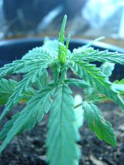 Time-lapse 147