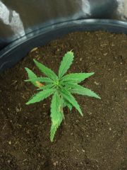 Time-lapse 81