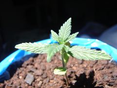 Time-lapse 41