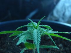 Time-lapse 139