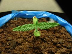Time-lapse 37