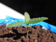 Time-lapse 17