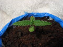 Time-lapse 33