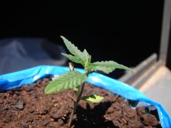 Time-lapse 45