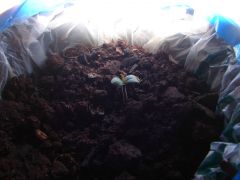 4 estágio cannabis (8)