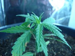 Time-lapse 127