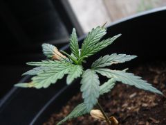 Time-lapse 57