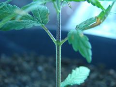 Time-lapse 128