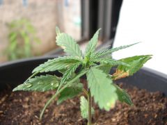 Time-lapse 106