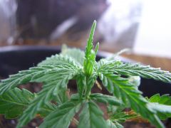 Time-lapse 150