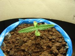 Time-lapse 35