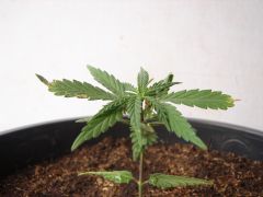 Time-lapse 119