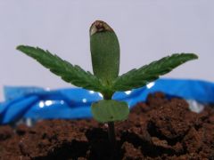 Time-lapse 7