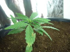 Time-lapse 104