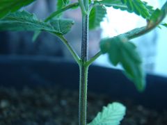 Time-lapse 132