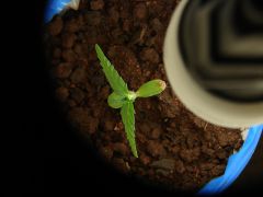 Time-lapse 29