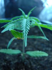 Time-lapse 135