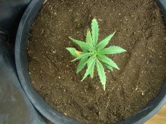 Time-lapse 86