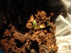 Plantinha
