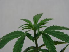 Time-lapse 169