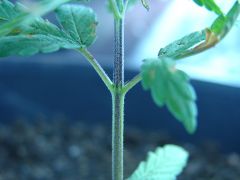 Time-lapse 130