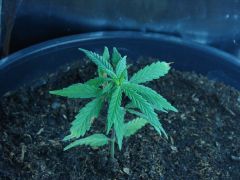 Time-lapse 124