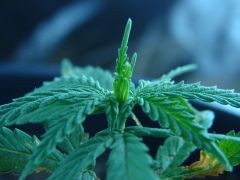 Time-lapse 142