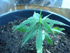 Time-lapse 144