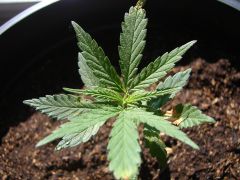 Time-lapse 62