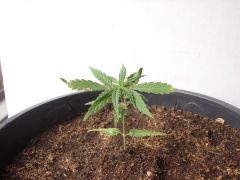 Time-lapse 115