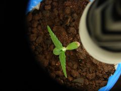 Time-lapse 28