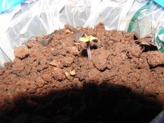 4 estágio cannabis (17)