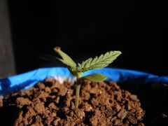 Time-lapse 9
