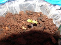 4 estágio cannabis (4)
