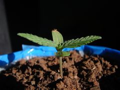 Time-lapse 10