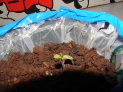 4 estágio cannabis (15)