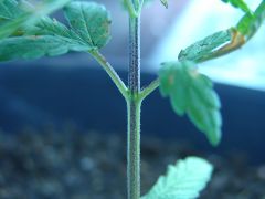 Time-lapse 129