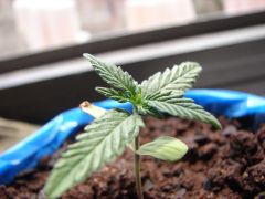 Time-lapse 39