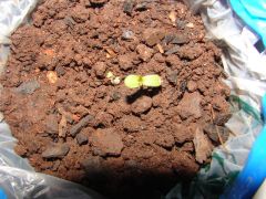 4 estágio cannabis (11)