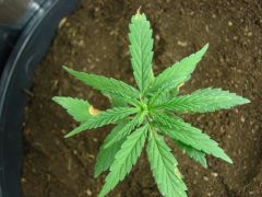 Time-lapse 82