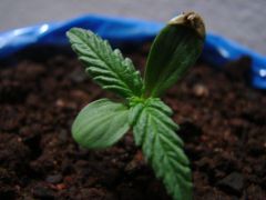 Time-lapse Plantinha 3