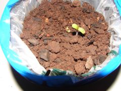 4 estágio cannabis (18)