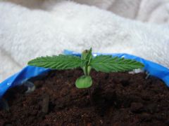 Time-lapse 32